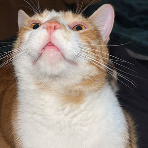 Meet your Posher, Savannah